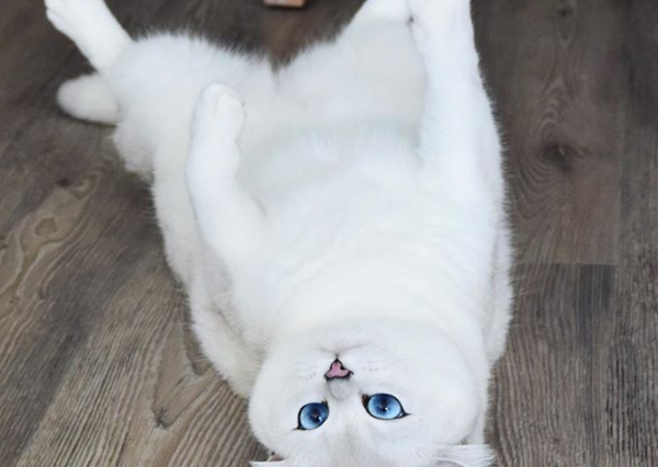 Η γάτα με τα πιο όμορφα μάτια στον κόσμο - Φωτογραφία 3