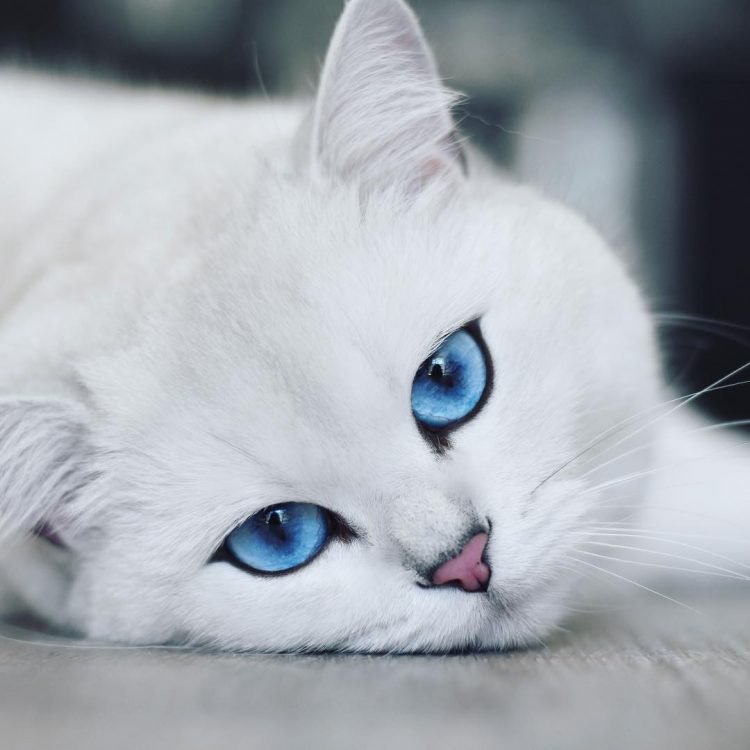 Η γάτα με τα πιο όμορφα μάτια στον κόσμο - Φωτογραφία 4