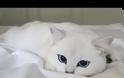Η γάτα με τα πιο όμορφα μάτια στον κόσμο