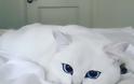 Η γάτα με τα πιο όμορφα μάτια στον κόσμο - Φωτογραφία 2