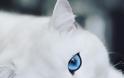Η γάτα με τα πιο όμορφα μάτια στον κόσμο - Φωτογραφία 4