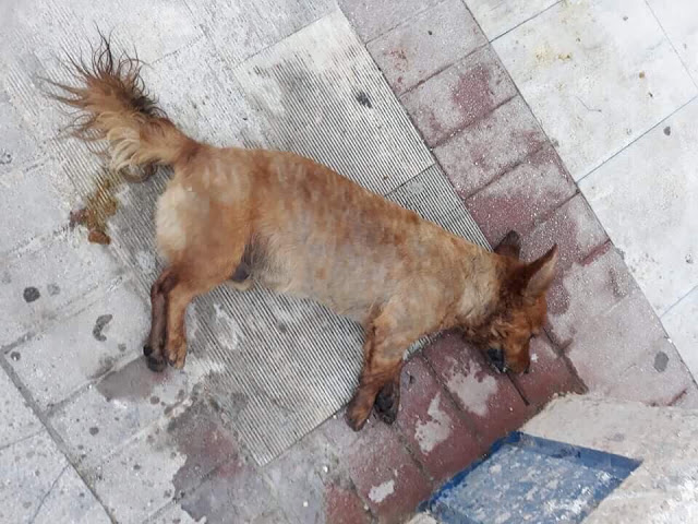 ΑΣΤΑΚΟΣ: Άλλο ένα νεκρό σκυλάκι από φόλα στο Χοβολιό - Φωτογραφία 1