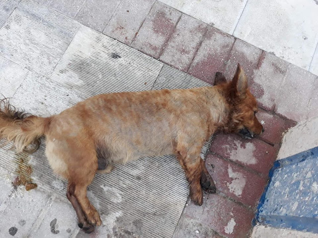 ΑΣΤΑΚΟΣ: Άλλο ένα νεκρό σκυλάκι από φόλα στο Χοβολιό - Φωτογραφία 2