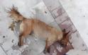 ΑΣΤΑΚΟΣ: Άλλο ένα νεκρό σκυλάκι από φόλα στο Χοβολιό - Φωτογραφία 1
