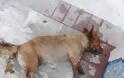 ΑΣΤΑΚΟΣ: Άλλο ένα νεκρό σκυλάκι από φόλα στο Χοβολιό - Φωτογραφία 2