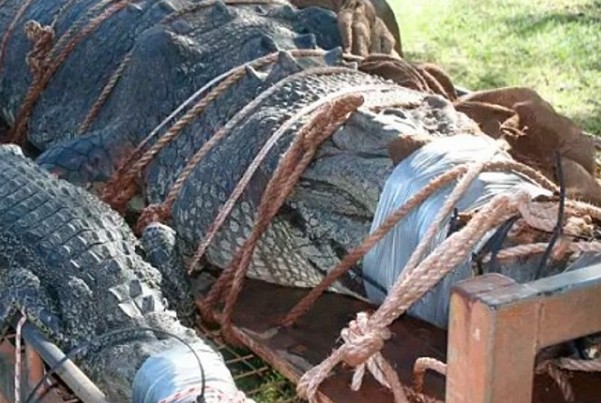 Αυτός είναι ο πελώριος κροκόδειλος των 600 κιλών – Τον έψαχναν 8 ολόκληρα χρόνια [video] - Φωτογραφία 1