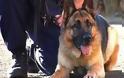 Αστυνομικοί σκύλοι εισέβαλαν στην εκπομπή της ΠΟΑΣΥ - Φωτογραφία 1