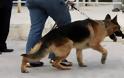 Δεν πρόλαβε να κάνει διακοπές - Ο σκύλος μύρισε τα ναρκωτικά στο λιμάνι του Αγίου Κωνσταντίνου