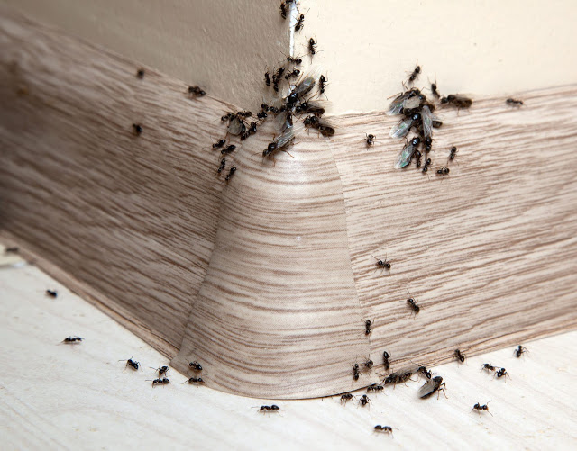 Συμβουλές για να απαλλαγείς από τα μυρμήγκια στην κουζίνα σου! - Φωτογραφία 1