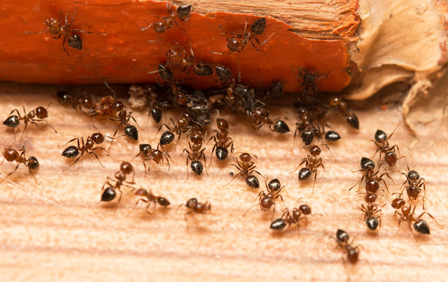 Συμβουλές για να απαλλαγείς από τα μυρμήγκια στην κουζίνα σου! - Φωτογραφία 2