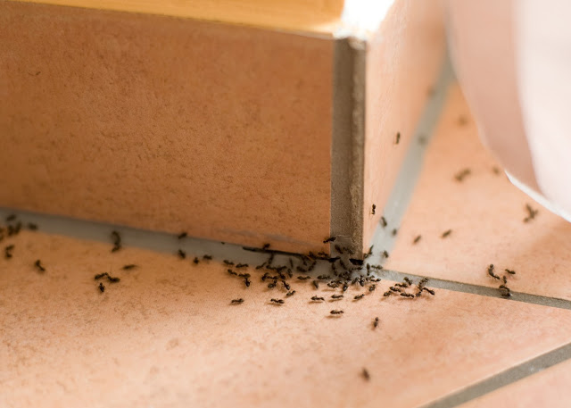 Συμβουλές για να απαλλαγείς από τα μυρμήγκια στην κουζίνα σου! - Φωτογραφία 3