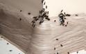 Συμβουλές για να απαλλαγείς από τα μυρμήγκια στην κουζίνα σου!