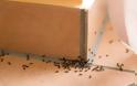 Συμβουλές για να απαλλαγείς από τα μυρμήγκια στην κουζίνα σου! - Φωτογραφία 3