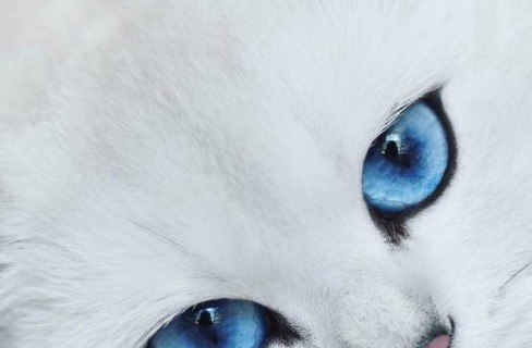Μια γάτα με εντυπωσιακά μπλε μάτια! - Φωτογραφία 1