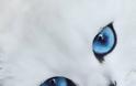 Μια γάτα με εντυπωσιακά μπλε μάτια!