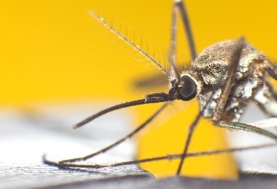 Πώς να σταματήσεις τη φαγούρα από τα κουνούπια - Φωτογραφία 1
