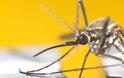 Πώς να σταματήσεις τη φαγούρα από τα κουνούπια