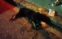 Σκυλίτσα ψυχορραγεί από φόλα στο Αγρίνιο - Σπαρακτικές εικόνες - Φωτογραφία 7