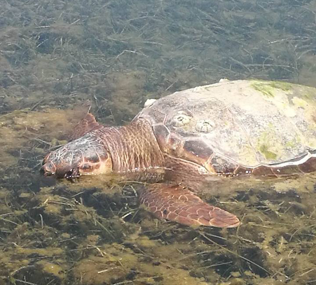 Κι άλλη νεκρή θαλάσσια χελώνα στον Δρυμό Βόνιτσας (φωτο) - Φωτογραφία 1