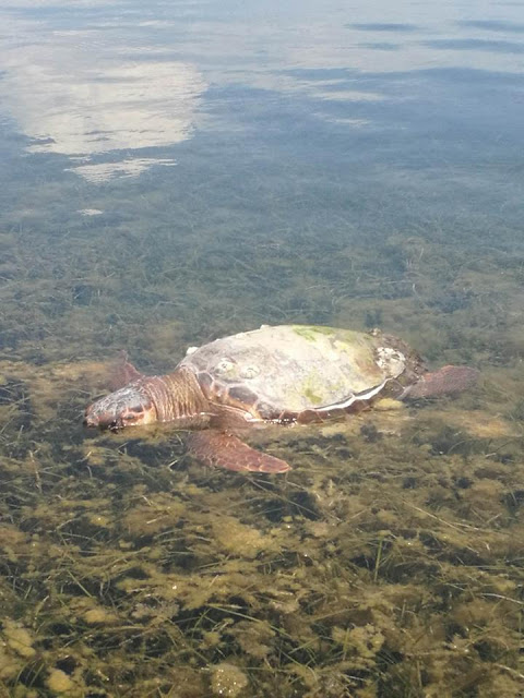 Κι άλλη νεκρή θαλάσσια χελώνα στον Δρυμό Βόνιτσας (φωτο) - Φωτογραφία 10