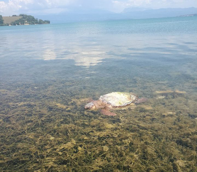 Κι άλλη νεκρή θαλάσσια χελώνα στον Δρυμό Βόνιτσας (φωτο) - Φωτογραφία 3