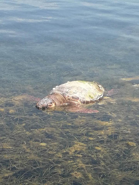 Κι άλλη νεκρή θαλάσσια χελώνα στον Δρυμό Βόνιτσας (φωτο) - Φωτογραφία 4