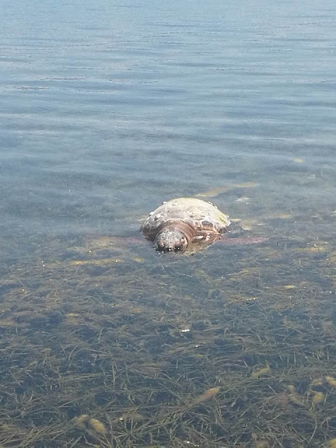 Κι άλλη νεκρή θαλάσσια χελώνα στον Δρυμό Βόνιτσας (φωτο) - Φωτογραφία 5