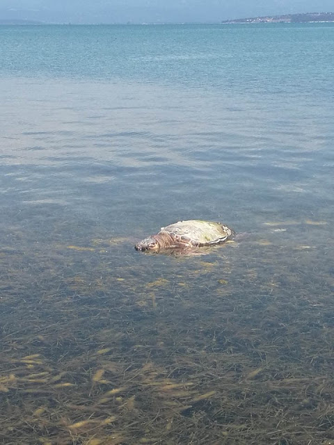 Κι άλλη νεκρή θαλάσσια χελώνα στον Δρυμό Βόνιτσας (φωτο) - Φωτογραφία 6
