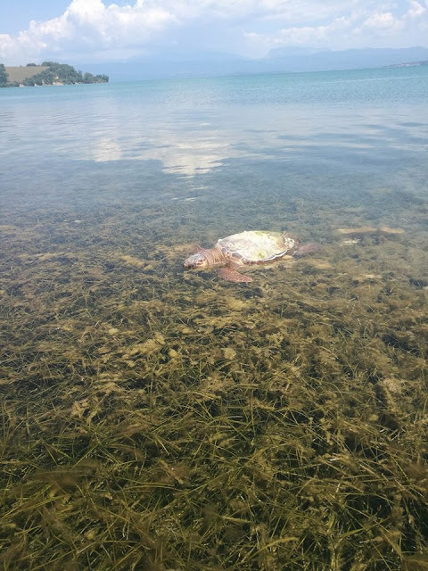 Κι άλλη νεκρή θαλάσσια χελώνα στον Δρυμό Βόνιτσας (φωτο) - Φωτογραφία 7