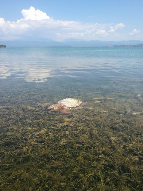 Κι άλλη νεκρή θαλάσσια χελώνα στον Δρυμό Βόνιτσας (φωτο) - Φωτογραφία 8