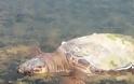 Κι άλλη νεκρή θαλάσσια χελώνα στον Δρυμό Βόνιτσας (φωτο) - Φωτογραφία 1