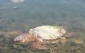 Κι άλλη νεκρή θαλάσσια χελώνα στον Δρυμό Βόνιτσας (φωτο) - Φωτογραφία 2