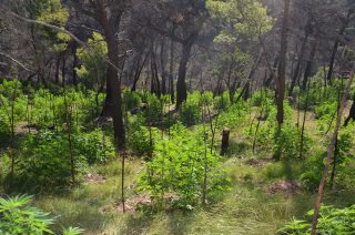 Βίντεο και φωτογραφίες από τη χασισοφυτεία στη Στεφάνη Βοιωτίας - Φωτογραφία 8