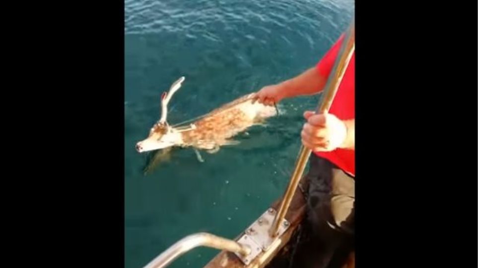 Ψαράς έσωσε ελάφι που βρέθηκε στη θάλασσα! - Φωτογραφία 1