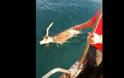 Ψαράς έσωσε ελάφι που βρέθηκε στη θάλασσα!