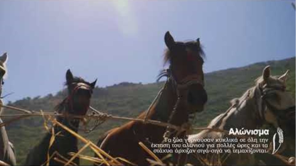 Καρύταινα: Αναβίωση παραδοσιακού Θερισμού και Αλωνίσματος με δρεπάνια και άλογα - Φωτογραφία 1