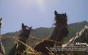 Καρύταινα: Αναβίωση παραδοσιακού Θερισμού και Αλωνίσματος με δρεπάνια και άλογα
