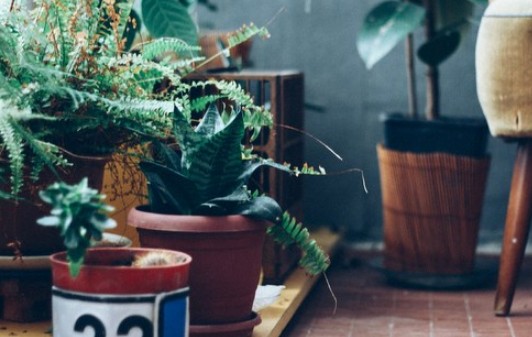 5 φυτά εσωτερικού χώρου που λειτουργούν σαν “φυσικά αντικαταθλιπτικά” - Φωτογραφία 1