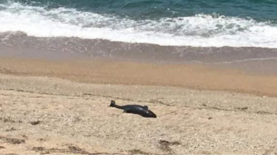 Νεκρό δελφίνι ξεβράστηκε σε παραλία της Πρέβεζας - Φωτογραφία 1