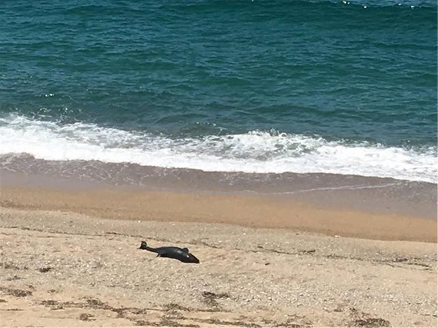 Νεκρό δελφίνι ξεβράστηκε σε παραλία της Πρέβεζας - Φωτογραφία 2