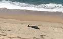 Νεκρό δελφίνι ξεβράστηκε σε παραλία της Πρέβεζας