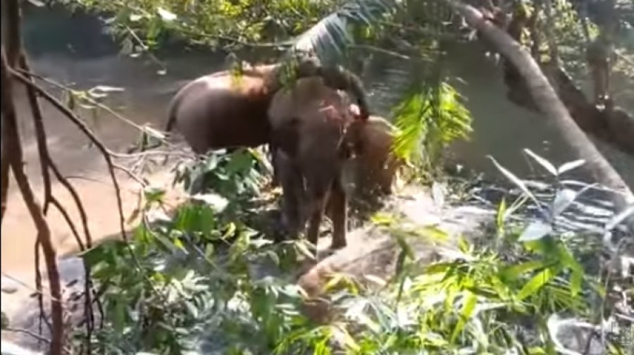 Συγκινητικό: Άγριοι ελέφαντες χαιρετούν το συνεργείο που έσωσε τα μικρά τους! - Φωτογραφία 1