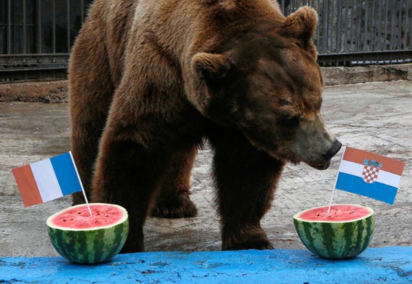Μουντιάλ 2018: Η αρκούδα «έφαγε» το νικητή του τελικού Γαλλία – Κροατία [photos] - Φωτογραφία 1