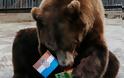 Μουντιάλ 2018: Η αρκούδα «έφαγε» το νικητή του τελικού Γαλλία – Κροατία [photos] - Φωτογραφία 3