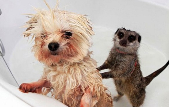 Δείτε απίστευτα αστείες φωτογραφίες ζώων την ώρα του μπάνιο [photos] - Φωτογραφία 1