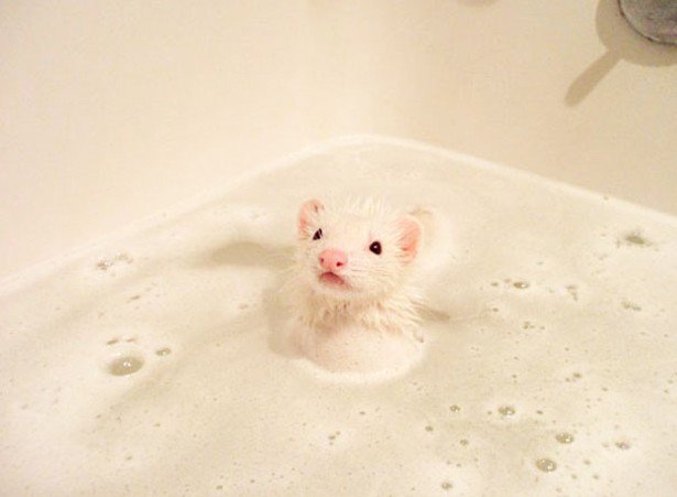 Δείτε απίστευτα αστείες φωτογραφίες ζώων την ώρα του μπάνιο [photos] - Φωτογραφία 10