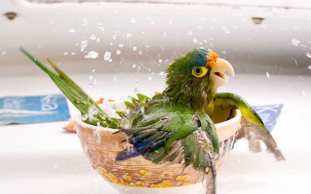 Δείτε απίστευτα αστείες φωτογραφίες ζώων την ώρα του μπάνιο [photos] - Φωτογραφία 14