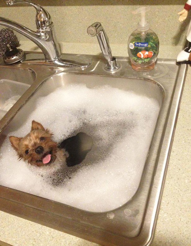 Δείτε απίστευτα αστείες φωτογραφίες ζώων την ώρα του μπάνιο [photos] - Φωτογραφία 15