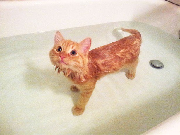 Δείτε απίστευτα αστείες φωτογραφίες ζώων την ώρα του μπάνιο [photos] - Φωτογραφία 16