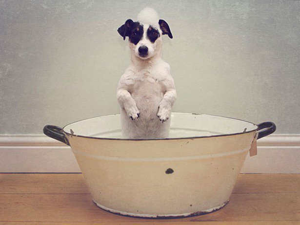 Δείτε απίστευτα αστείες φωτογραφίες ζώων την ώρα του μπάνιο [photos] - Φωτογραφία 17